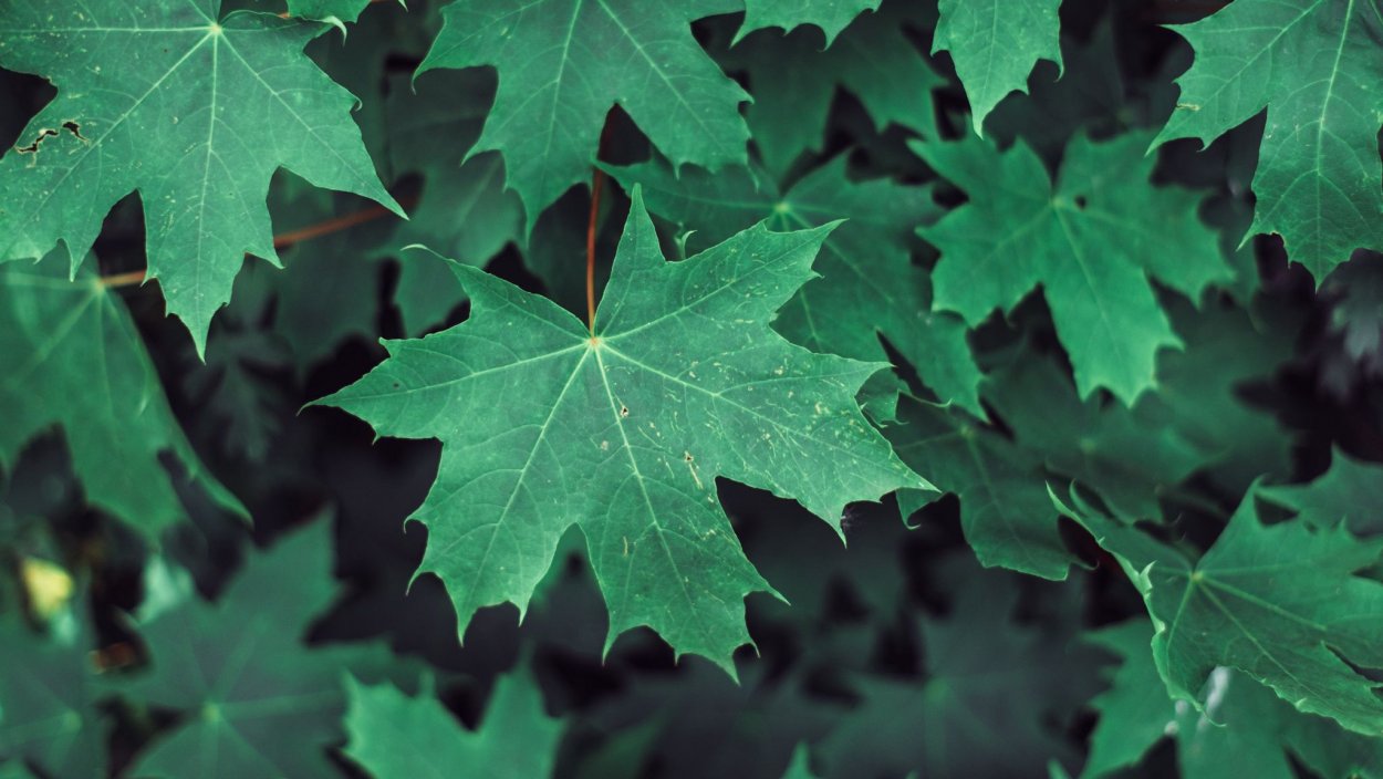 Кленовый лист зеленый