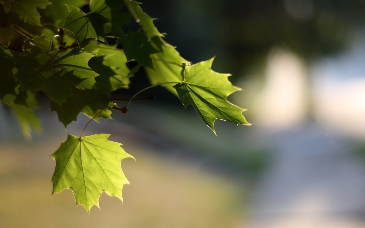 Листва клена