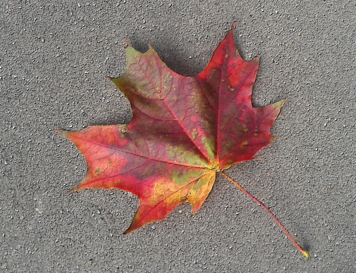 Лист клена настоящий