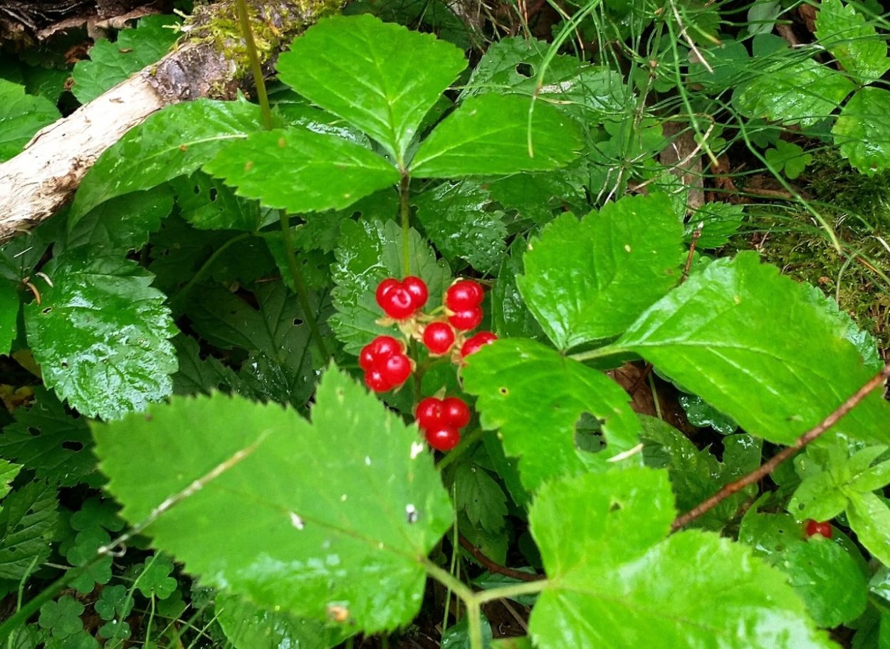 Костяника Сахалинская