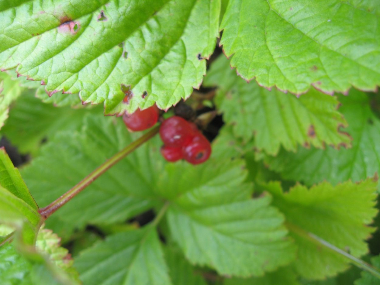 Черника миртолистная