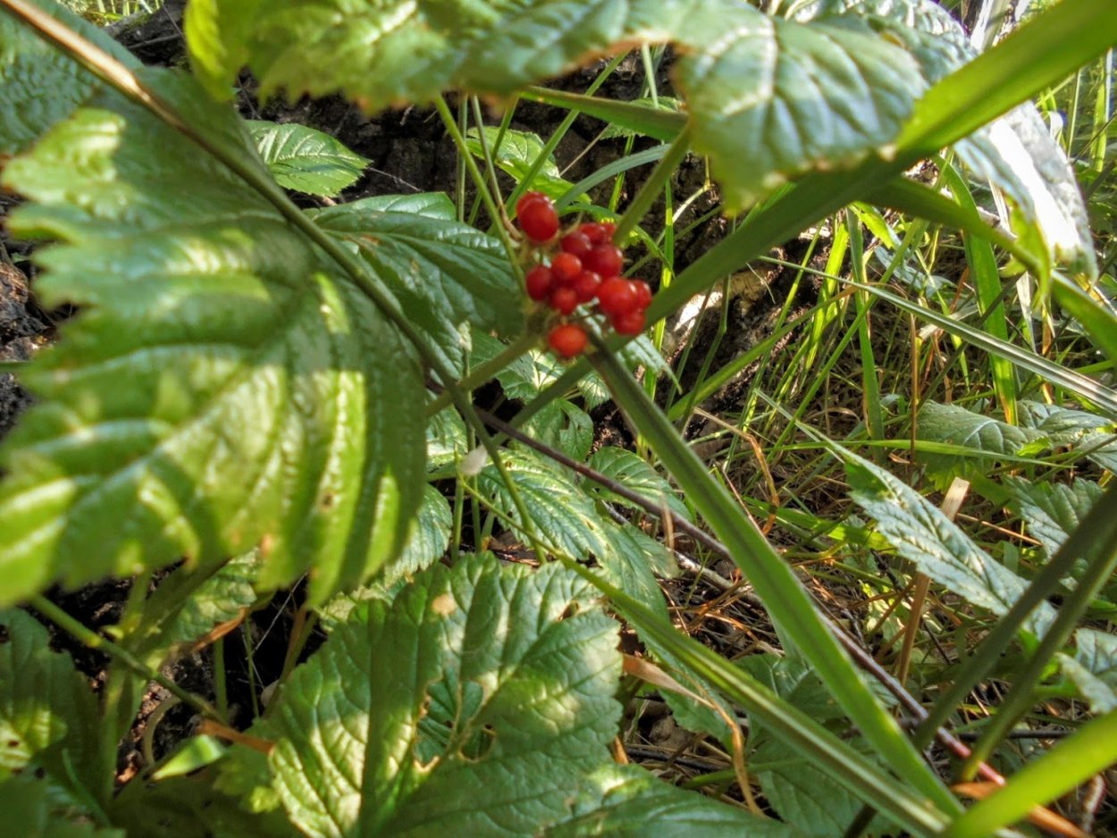 Костяника листок