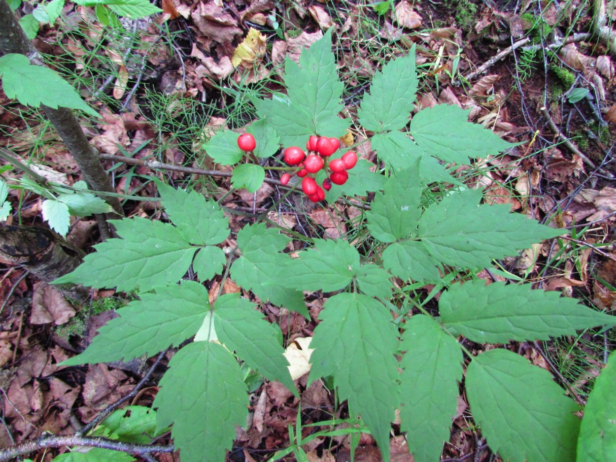 Костяника Урал