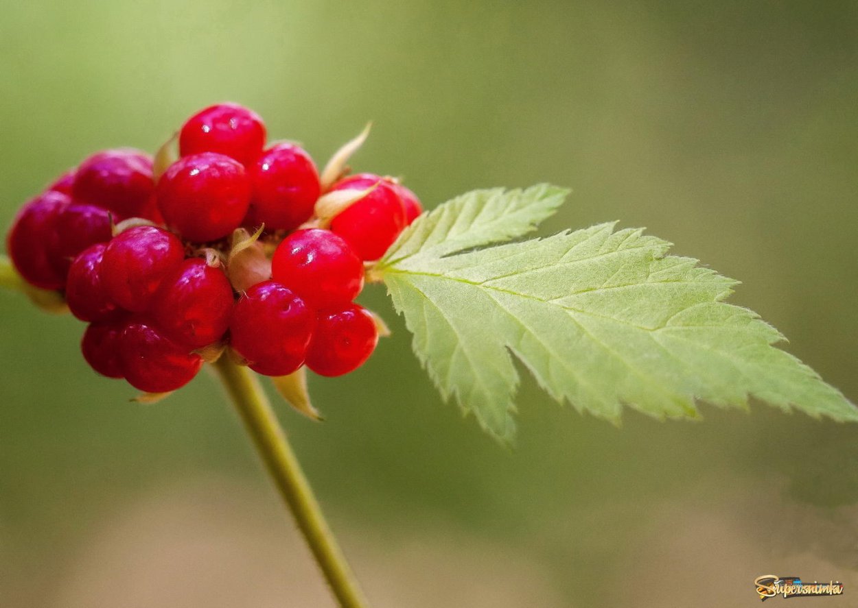 Лесная ягода куманика