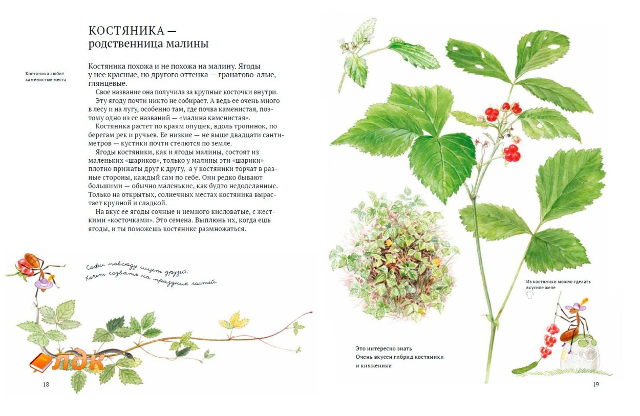 Костяника Лесная