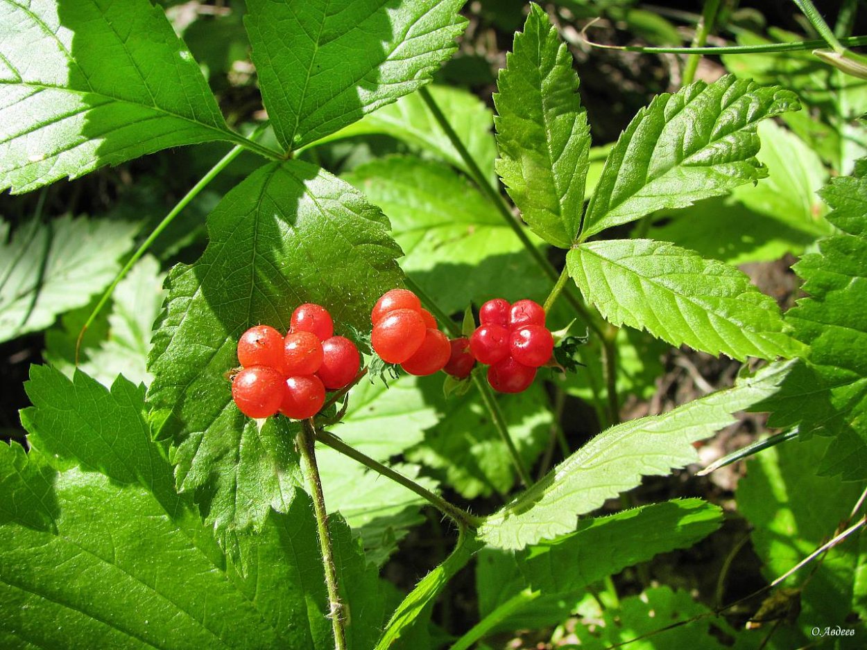 Костяника и Морошка