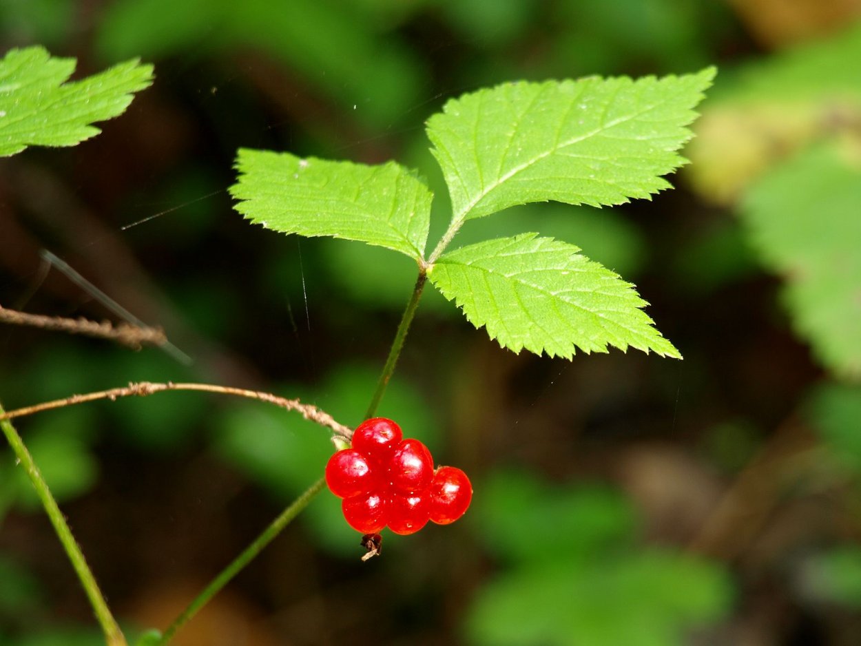 Костяника ягода