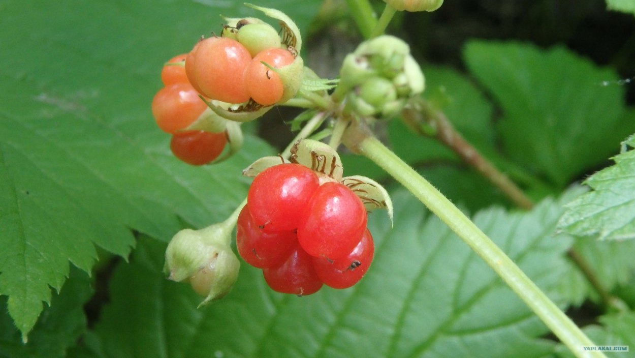 Лесные ядовитые ягоды Ленинградской области