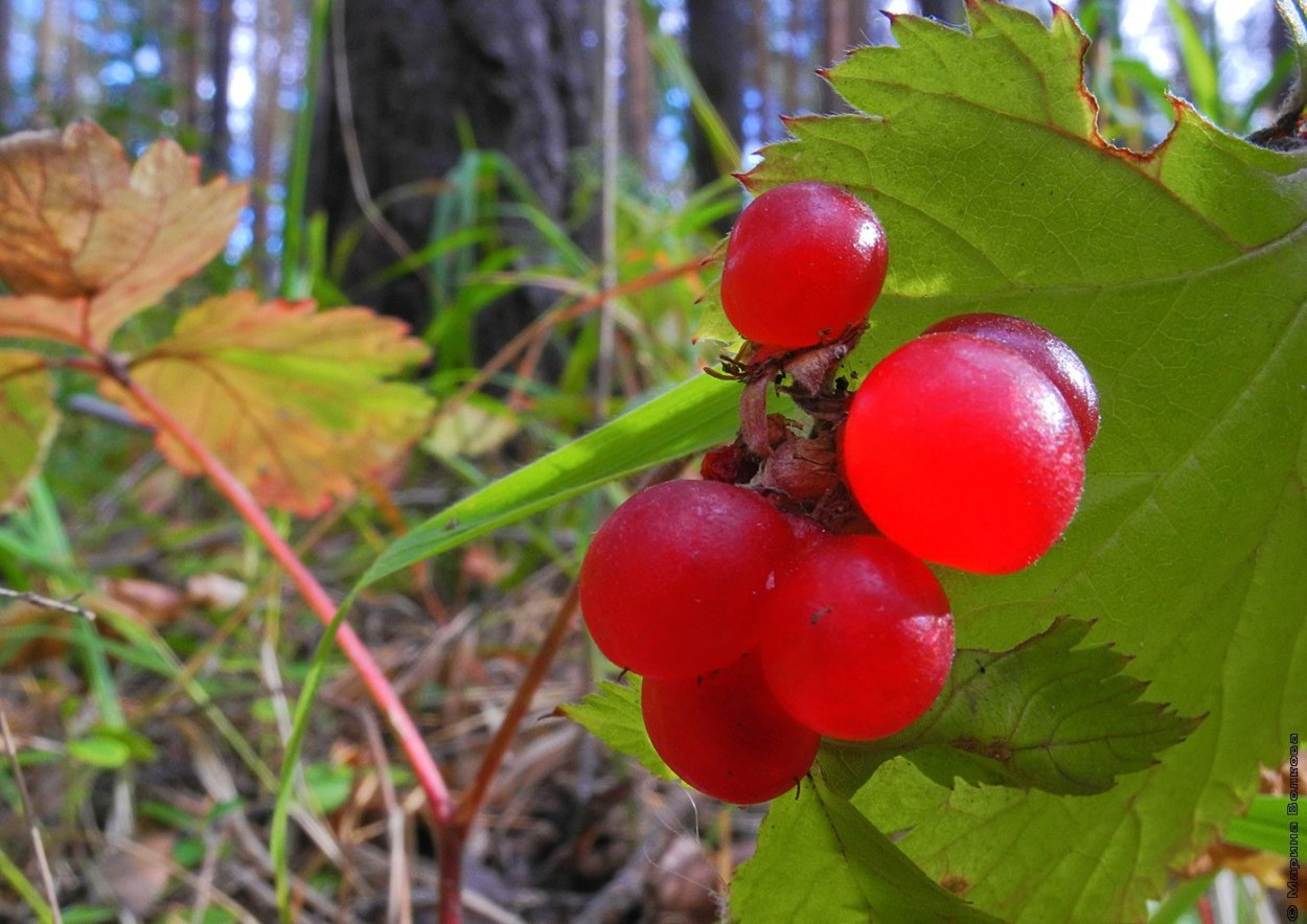 Тундровая голубика