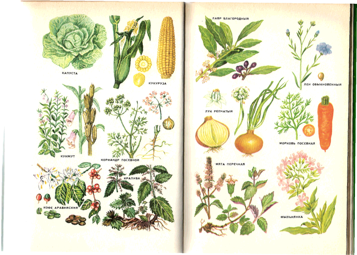 Юсуф Нуралиев лекарственные растения