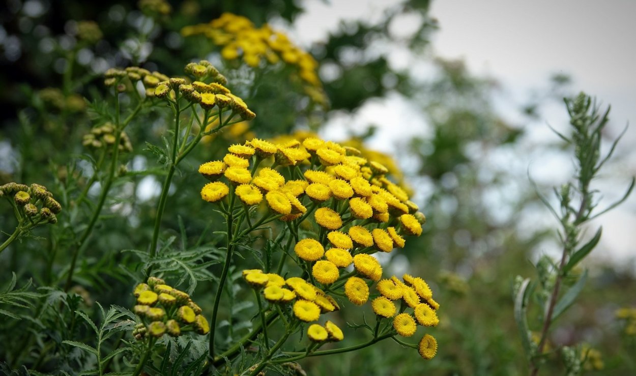 Пижма обыкновенная, Дикая Рябинка