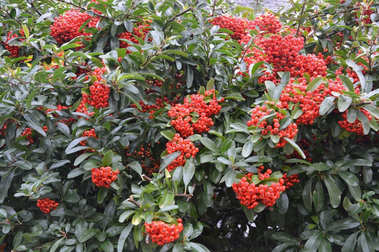 Декоративное дерево с красными ягодами