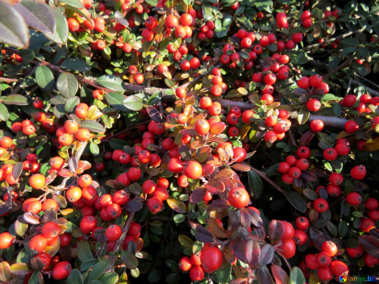 Барбарис Тянь Шанский