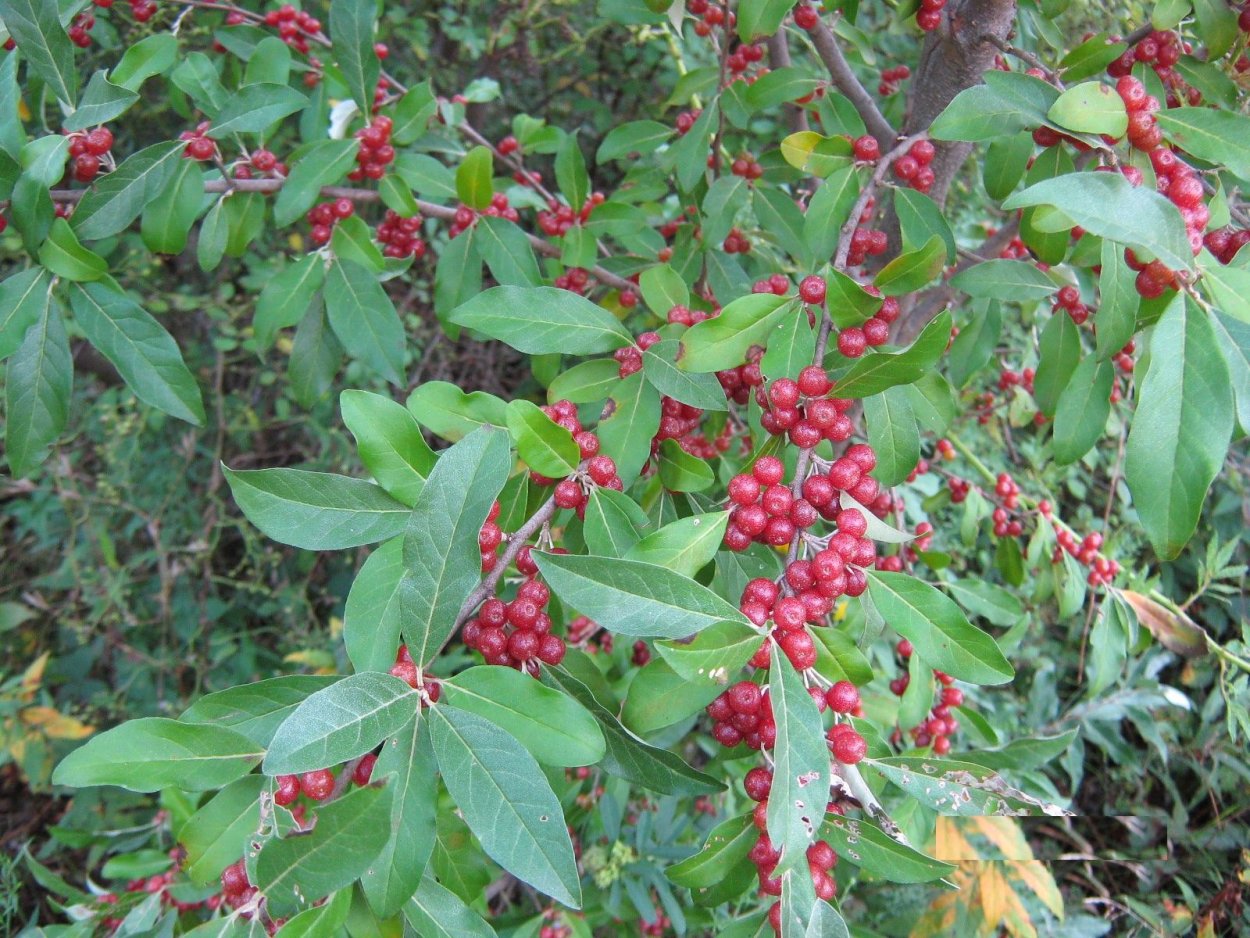 Кустарник с красными ягодами несъедобный