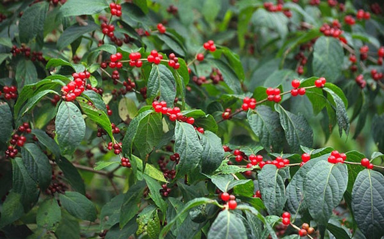 Жимолость Маака