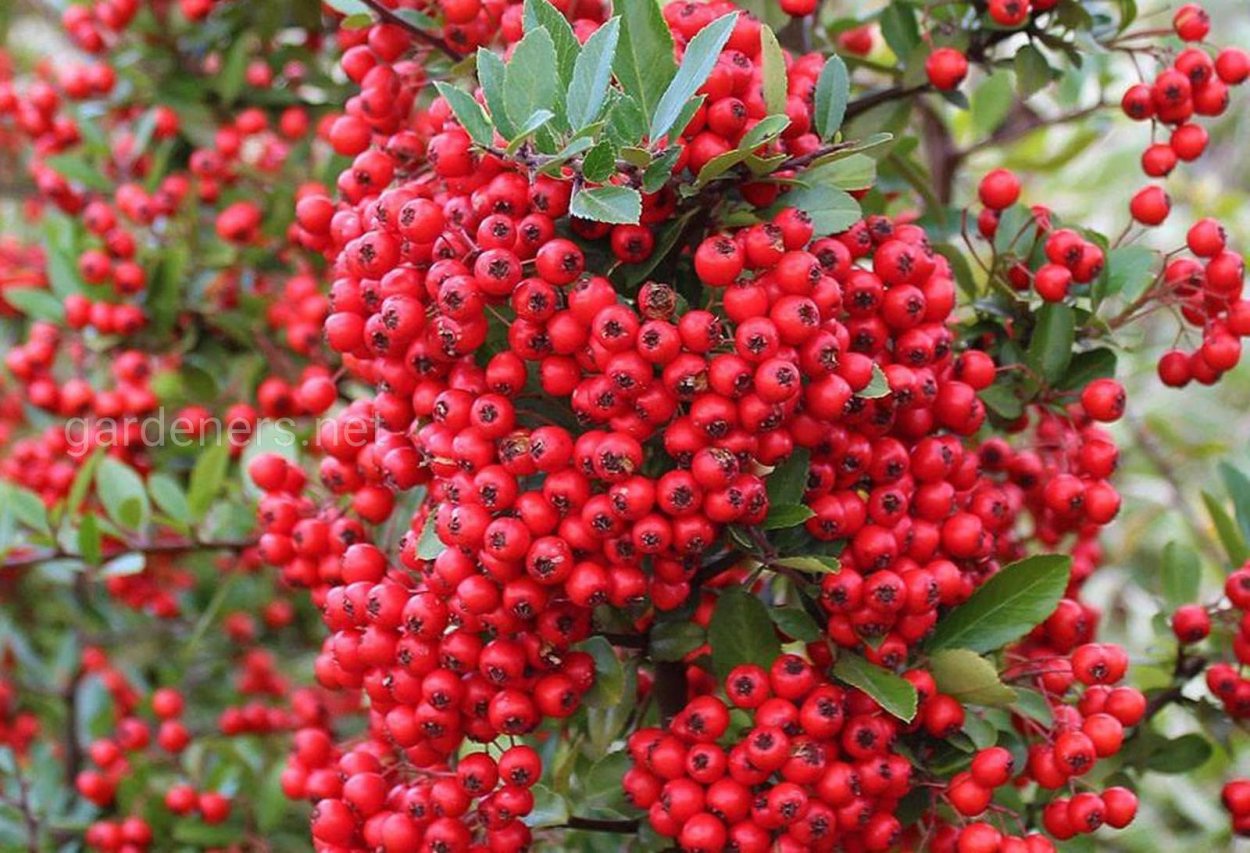 Иглица Понтийская мётлы