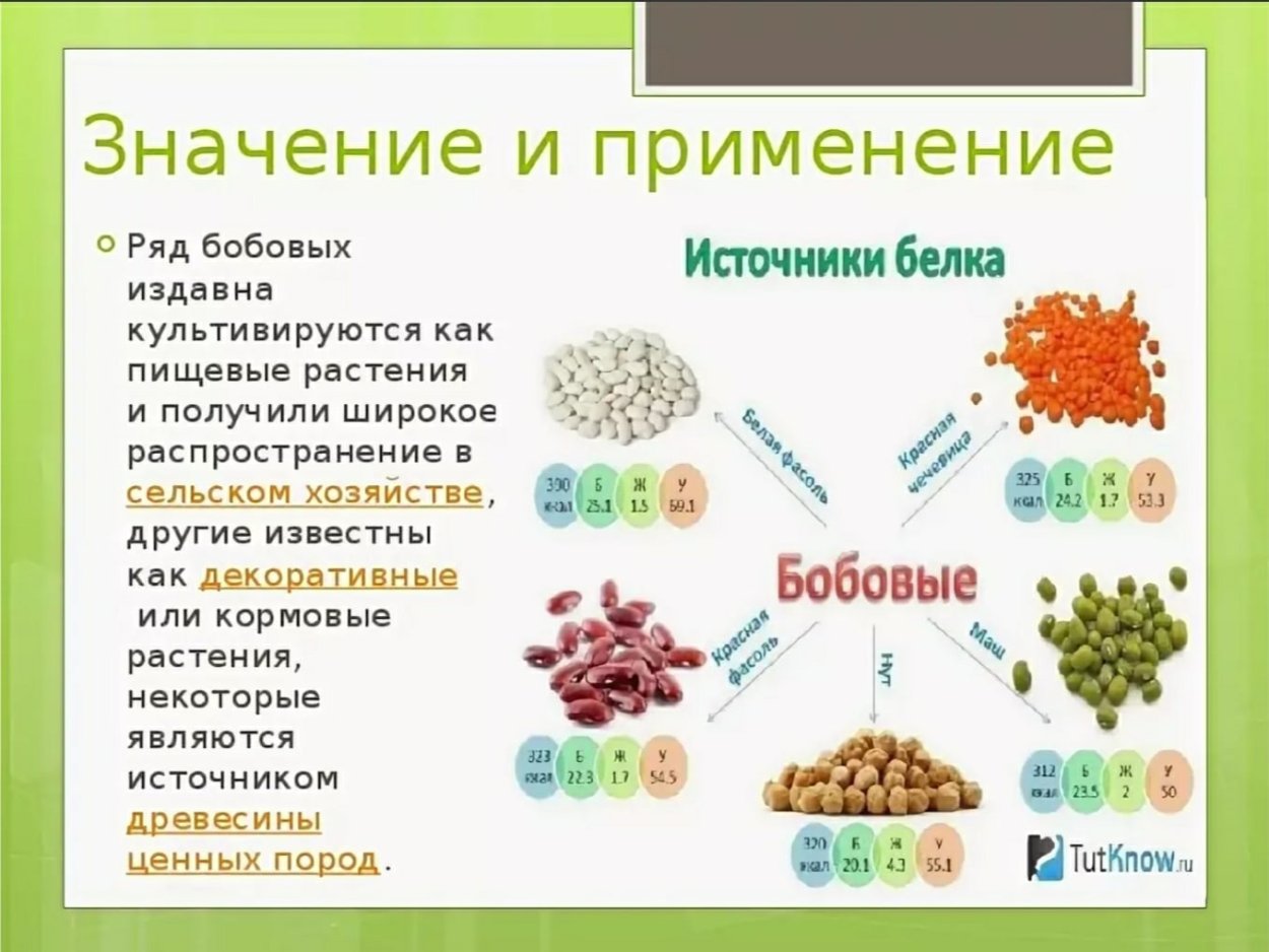 Горошек заборный ботаника