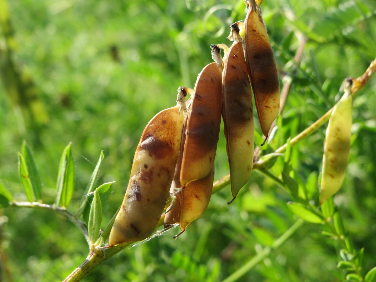 Pisum sativum - горох посевной