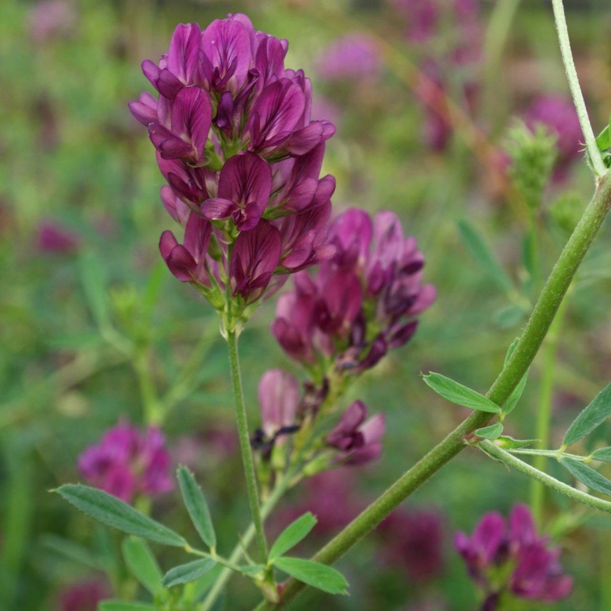 Арахис на огороде цветет
