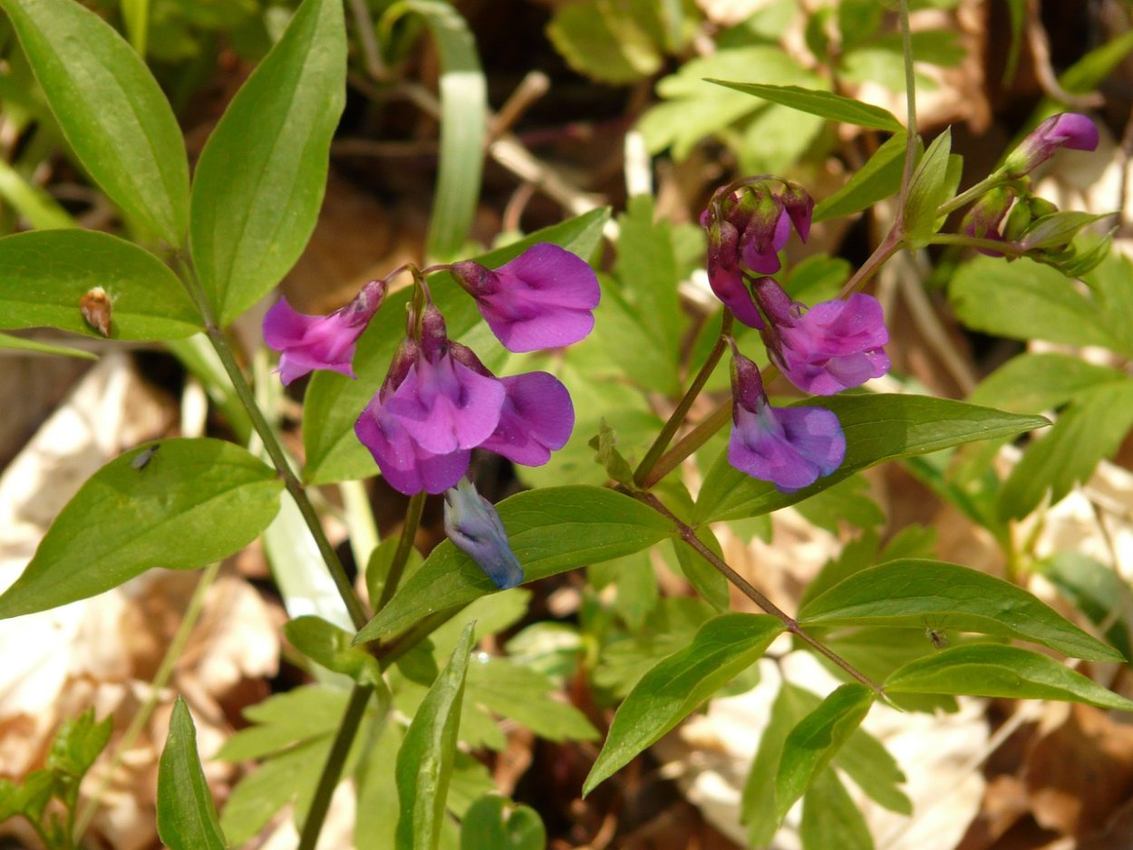 Дикие бобовые растения