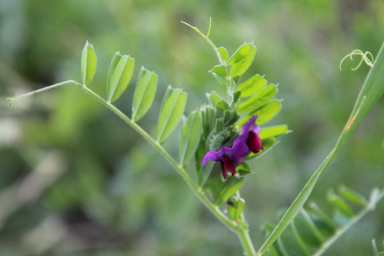 Горошек чина широколистная