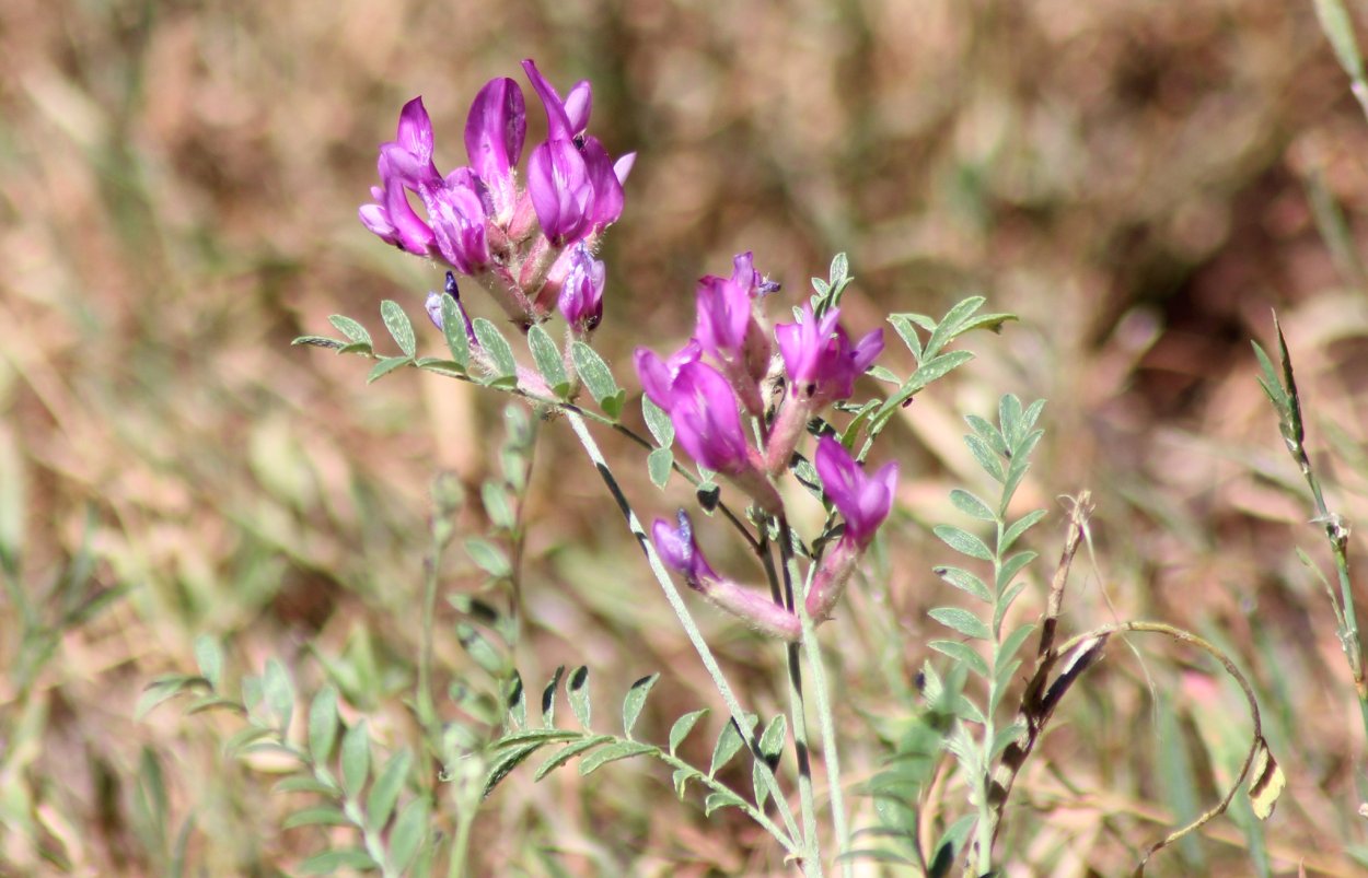 Пузырник (Colutea)