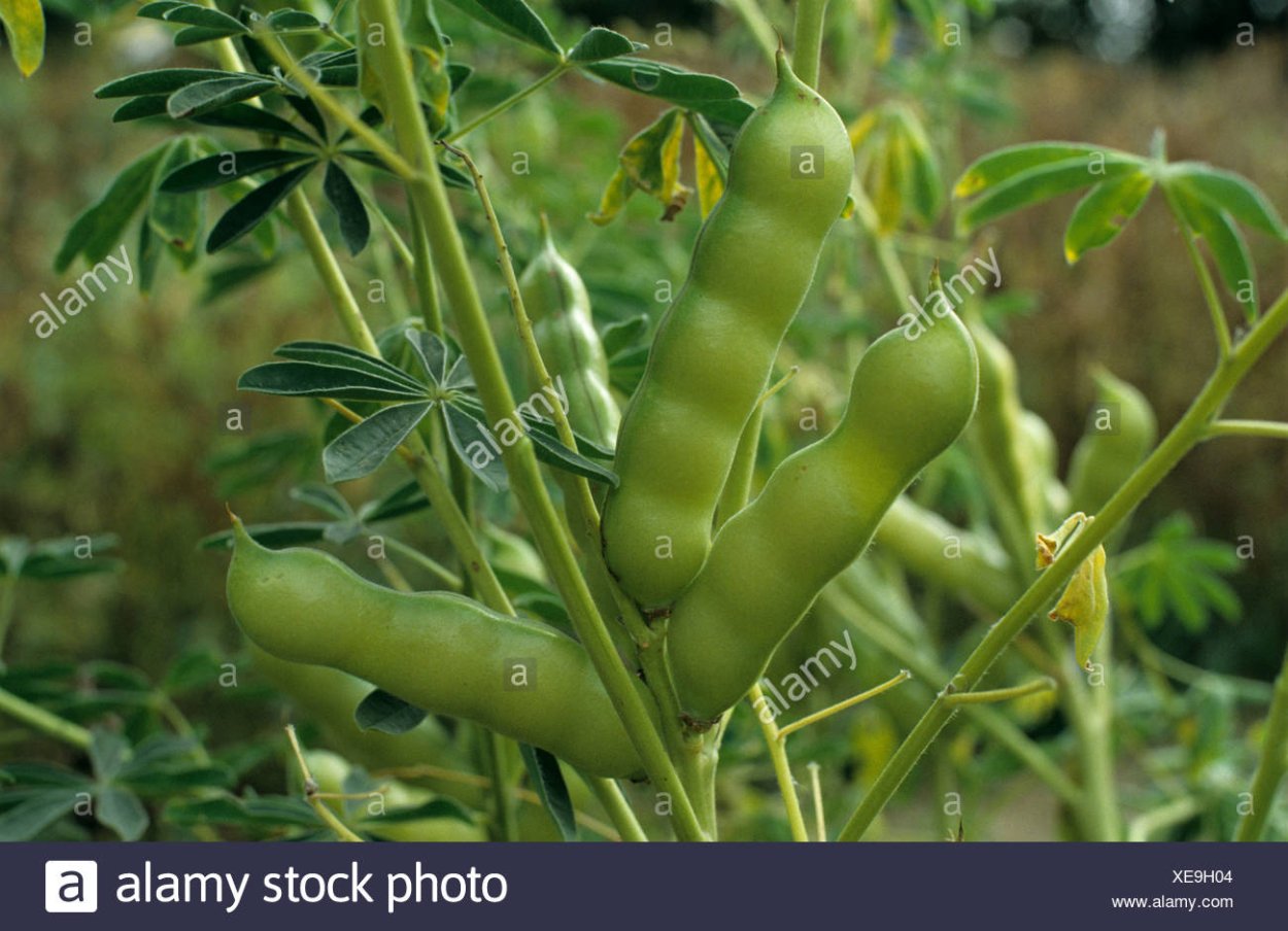 Люпин белый Бобы и семена