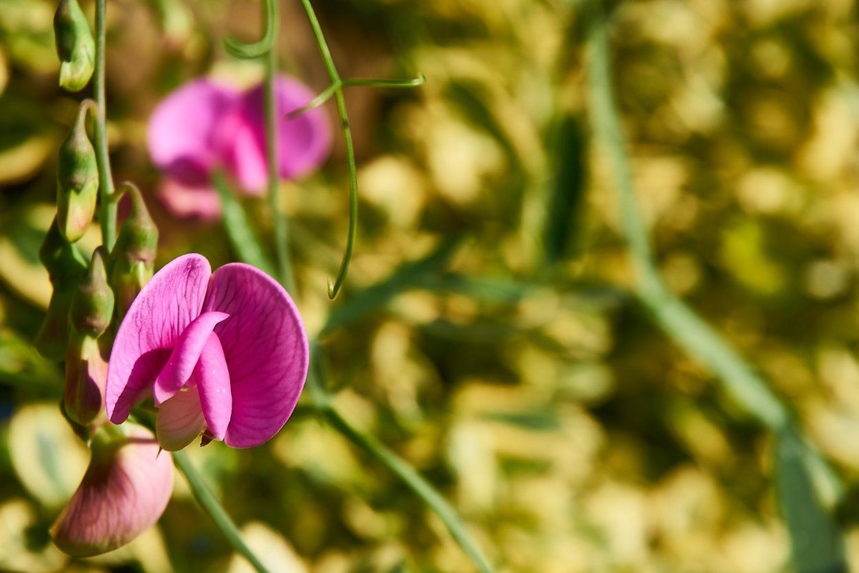 Горошек посевной (Вика посевная) Vicia Sativa l.