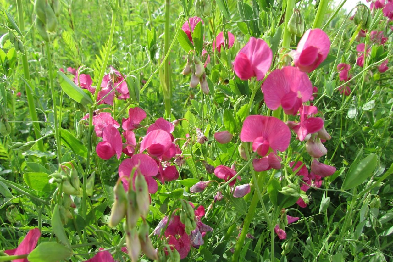 Вика Яровая сидерат