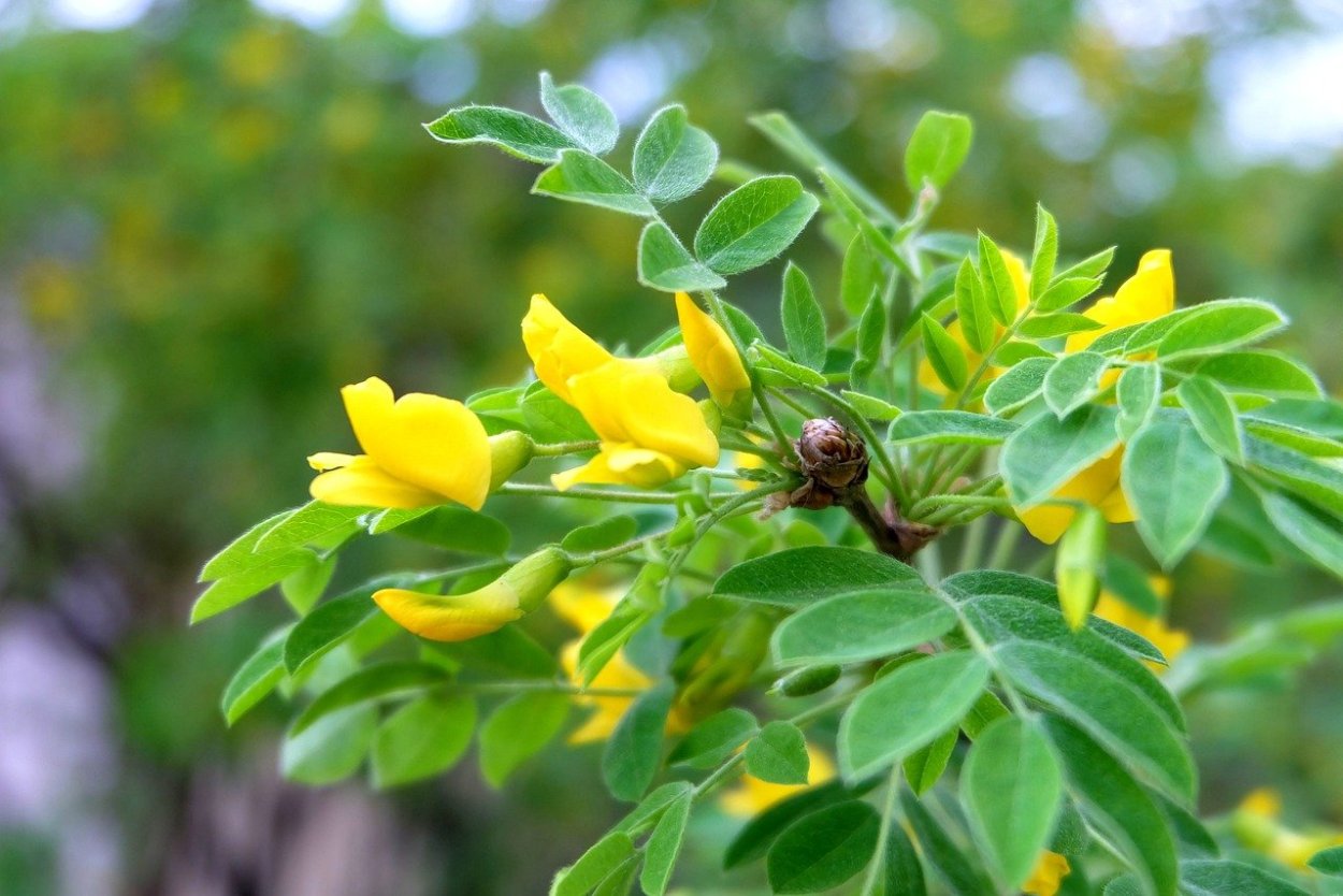 Калабарские Бобы