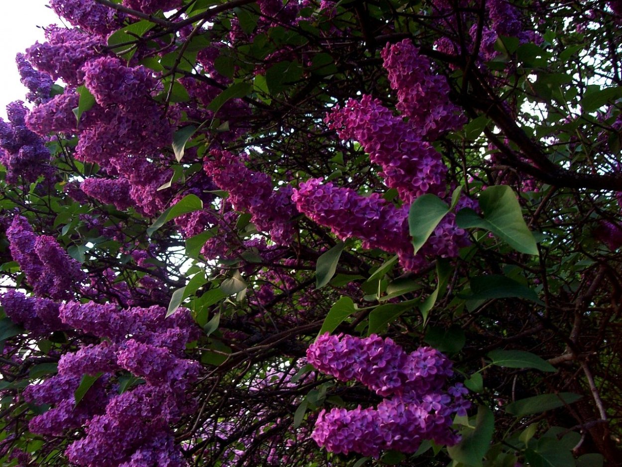 Канадская сирень