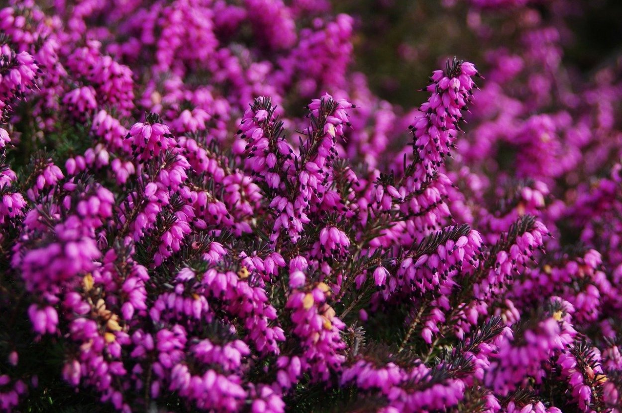 Вереск обыкновенный (Calluna vulgaris)