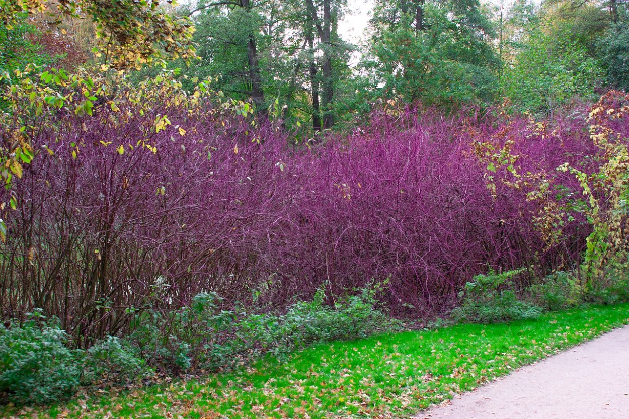 Пурпурные кустарники