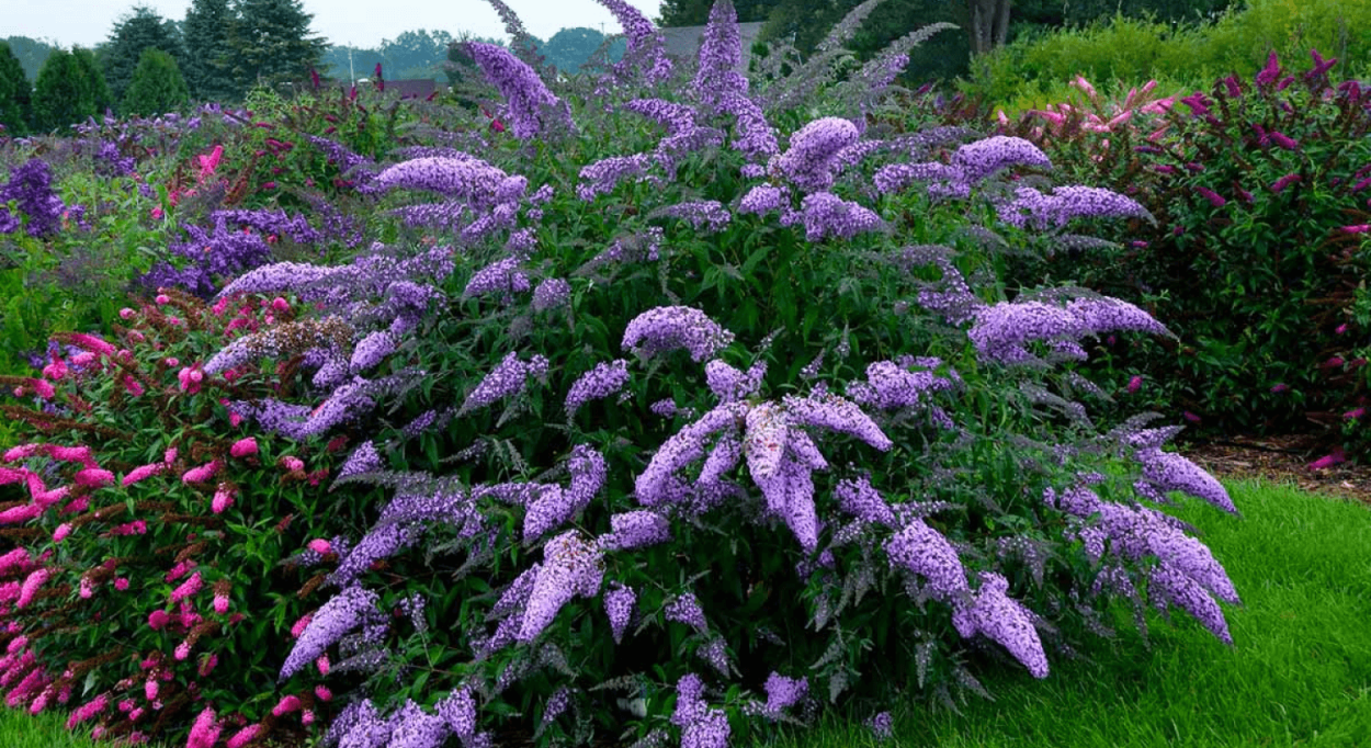 Буддлея Давида нано Блю