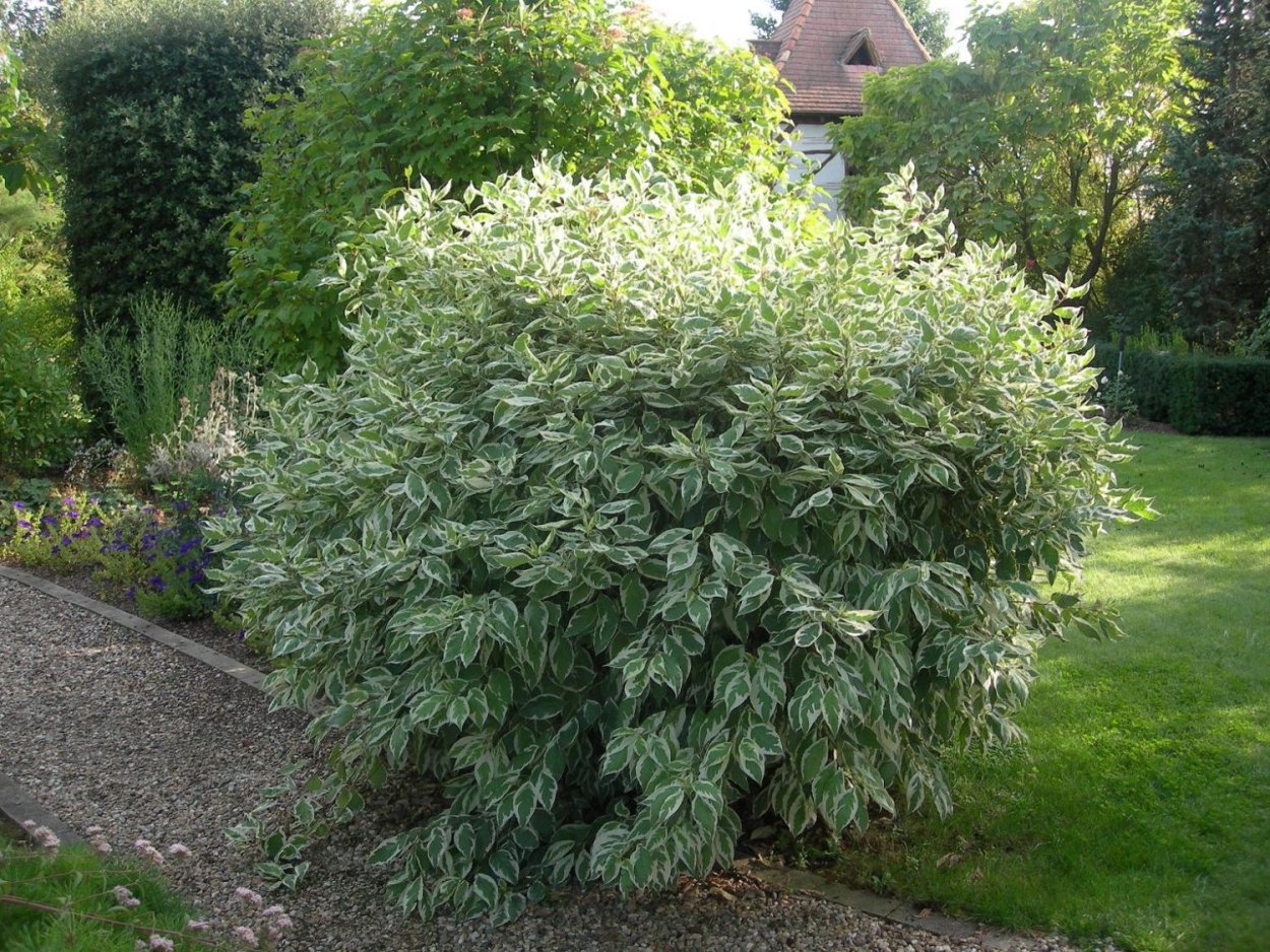 Дерево бурансвива листья