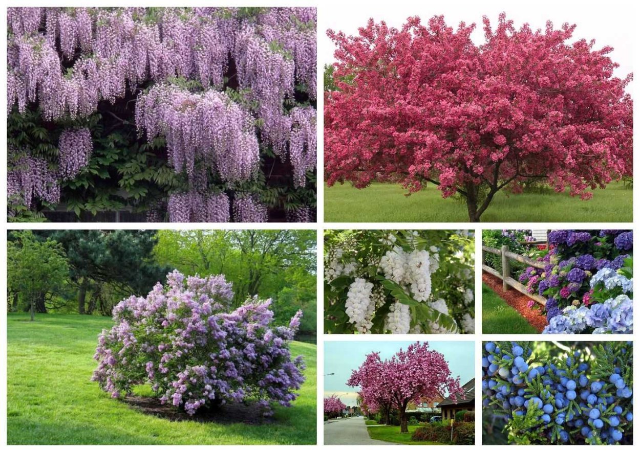 Ива ломкая bullata