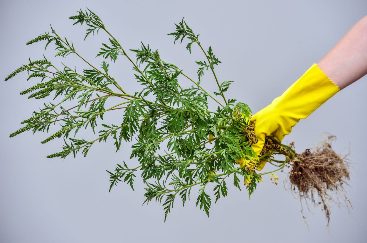 Амбрози Ариа