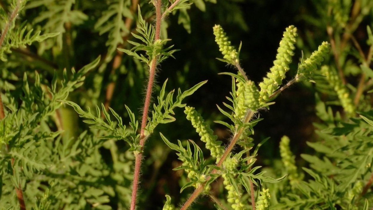 Амброзия растение паразит