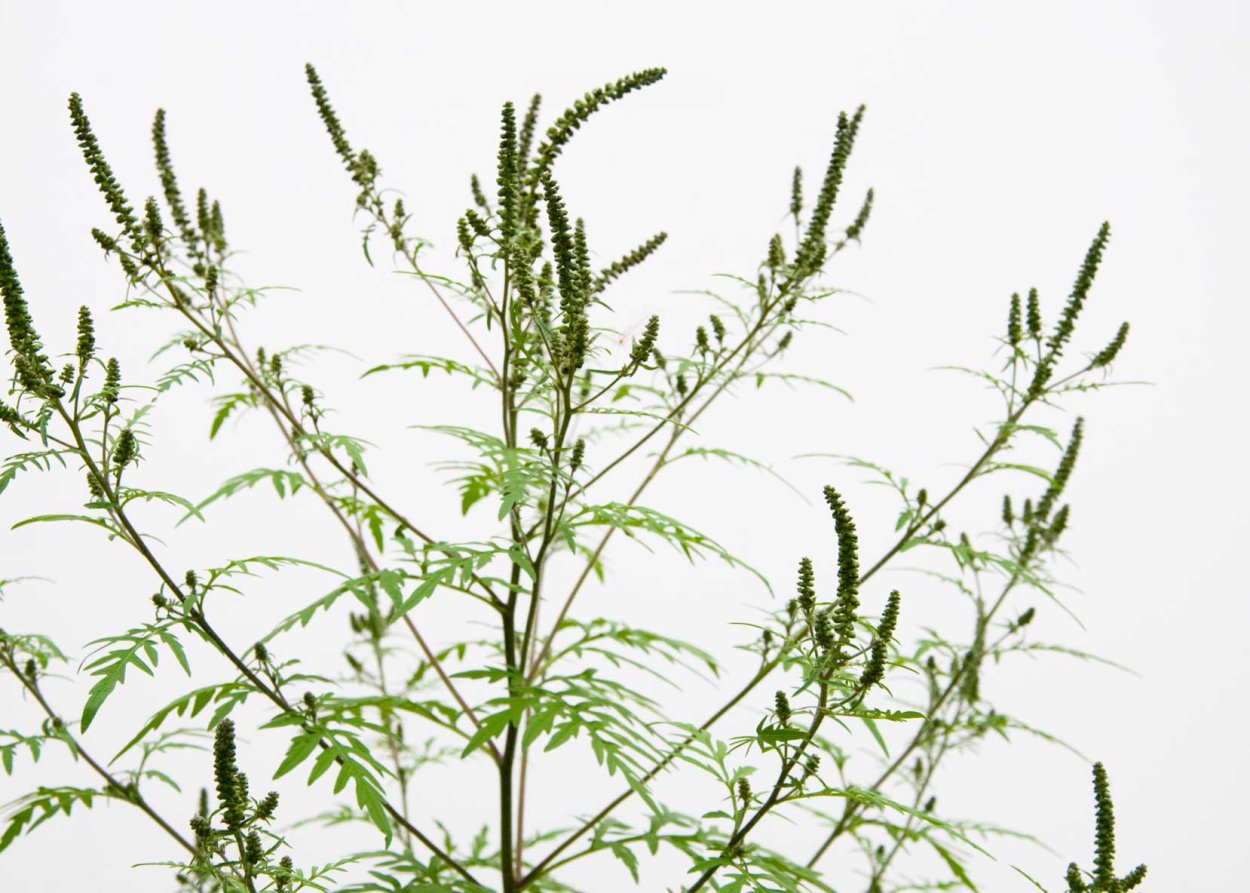 Носковая амброзия