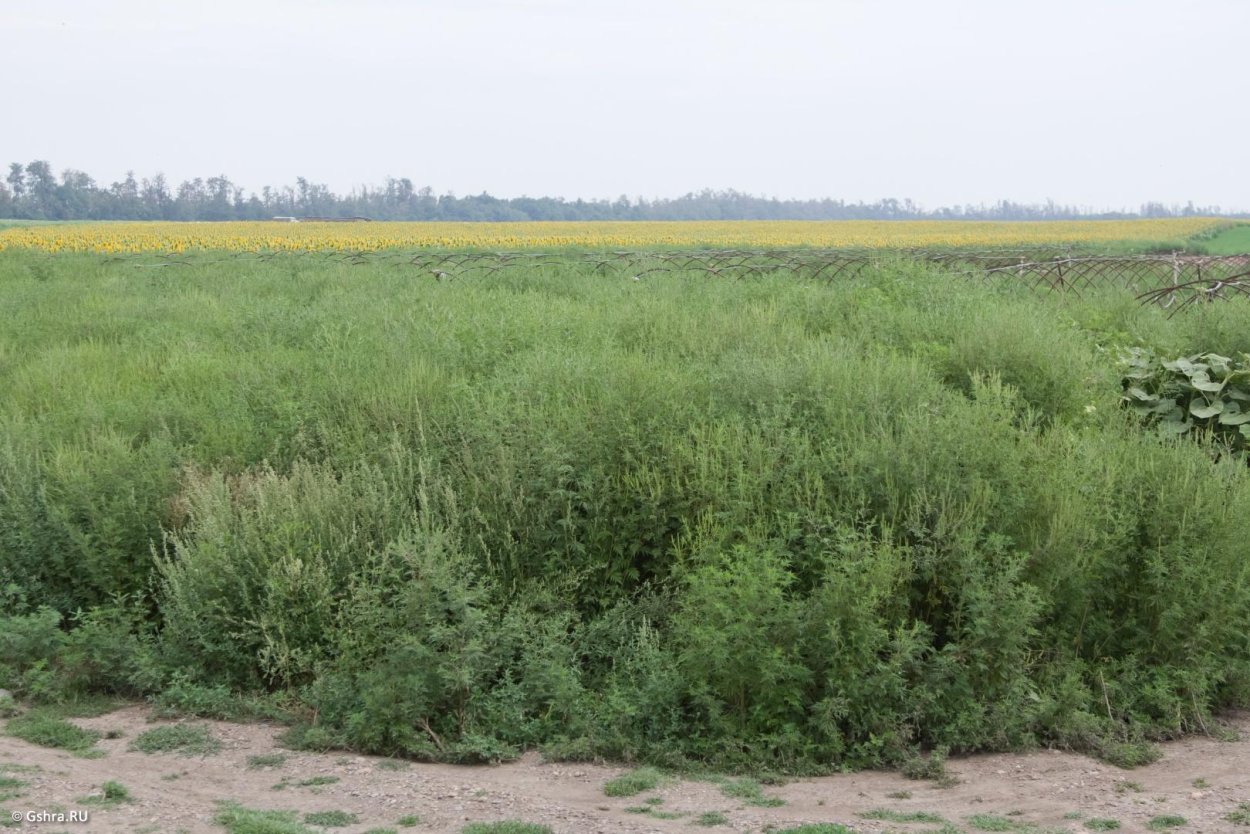 Золотарник солидаго