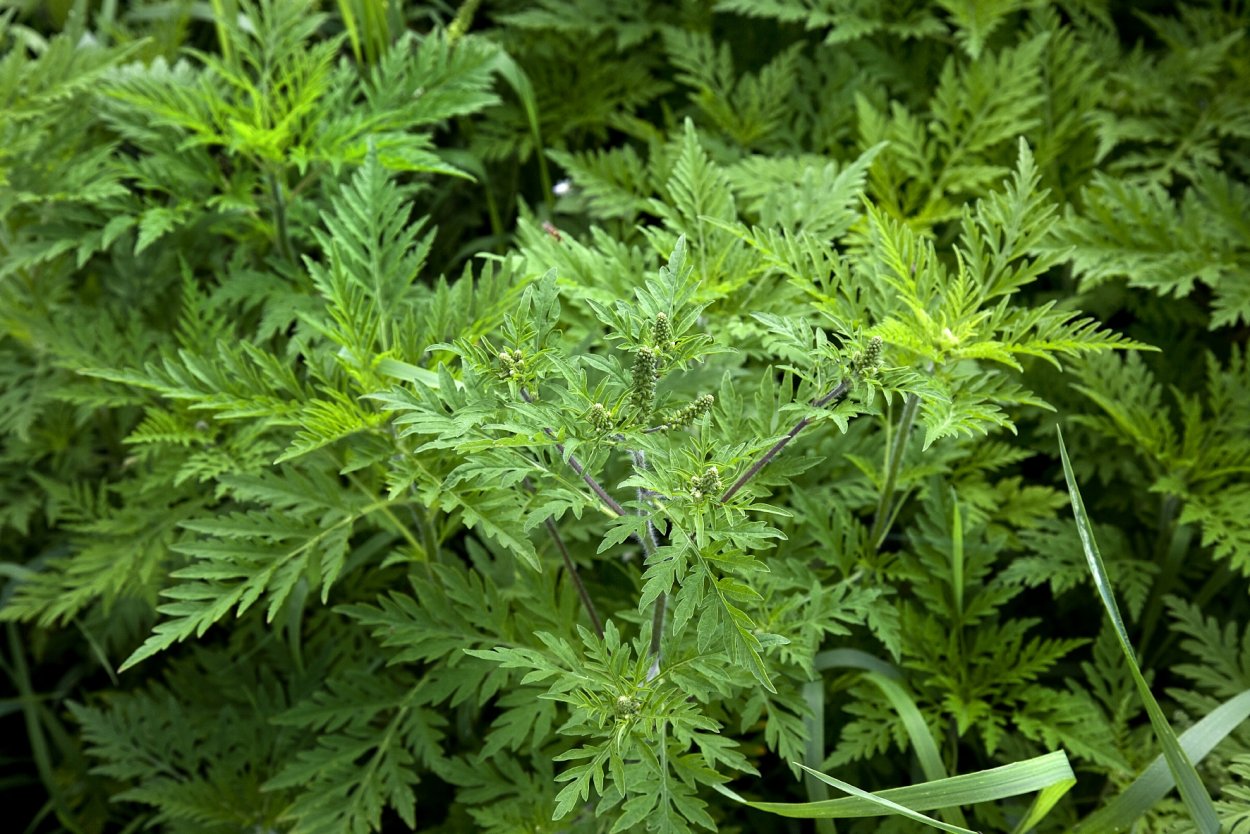 Амброзия метельчатая