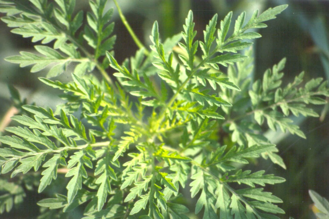 Амброзия голометельчатая