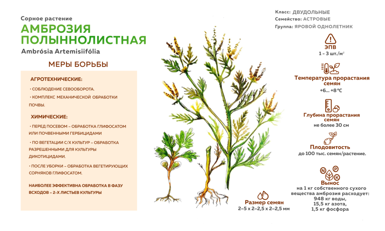 Амброзия полыннолистная методы борьбы