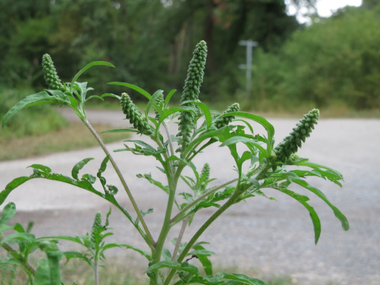 Амброзия трава сорняк