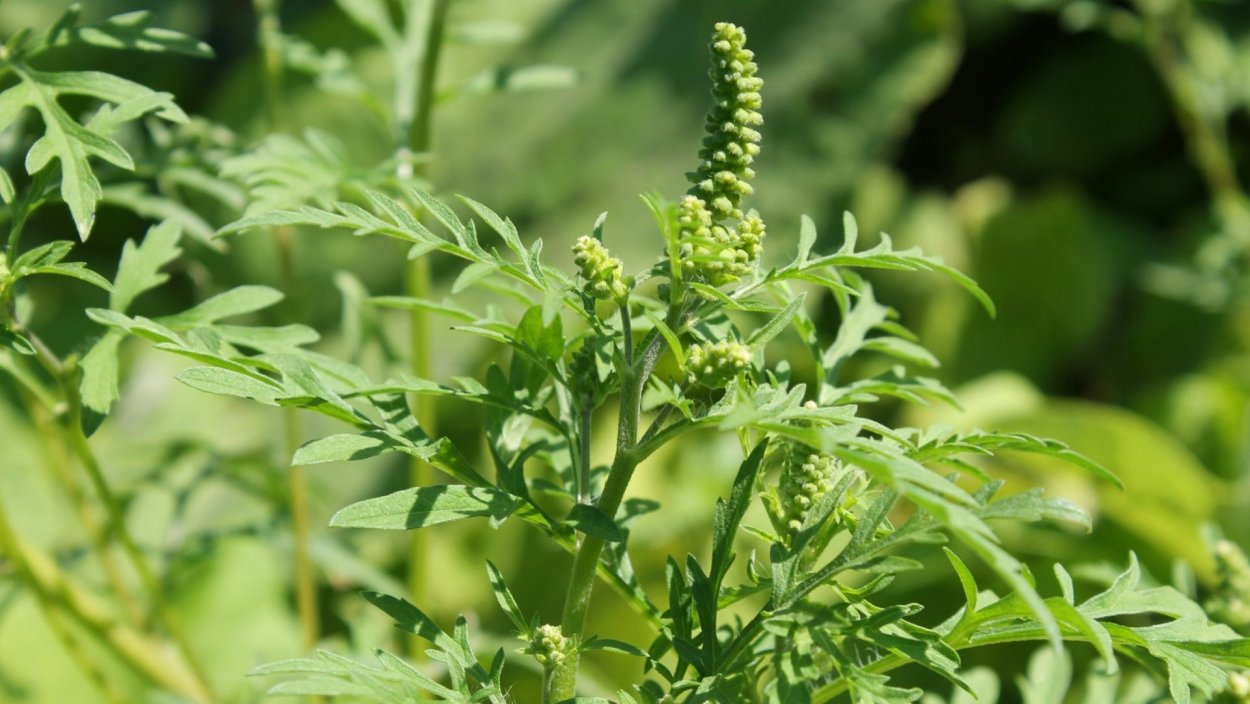 Амбро́зия полынноли́стная