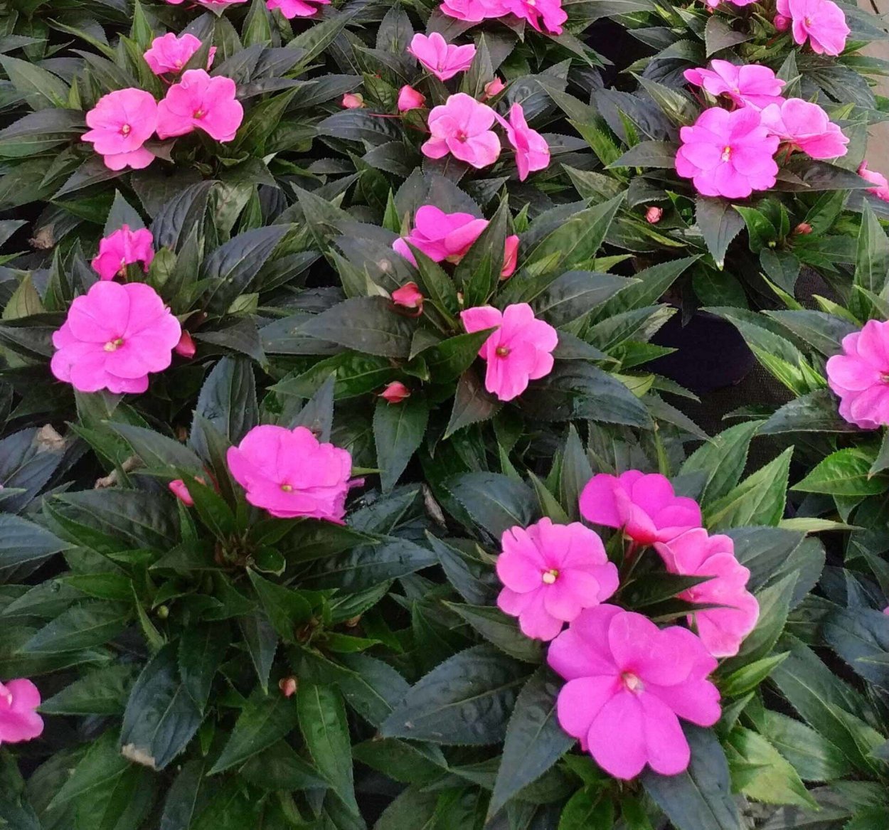 Цветок бальзамин новогвинейский