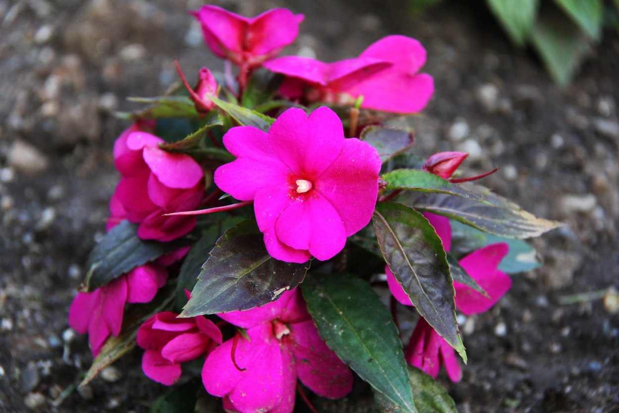 Бальзамин Impatiens