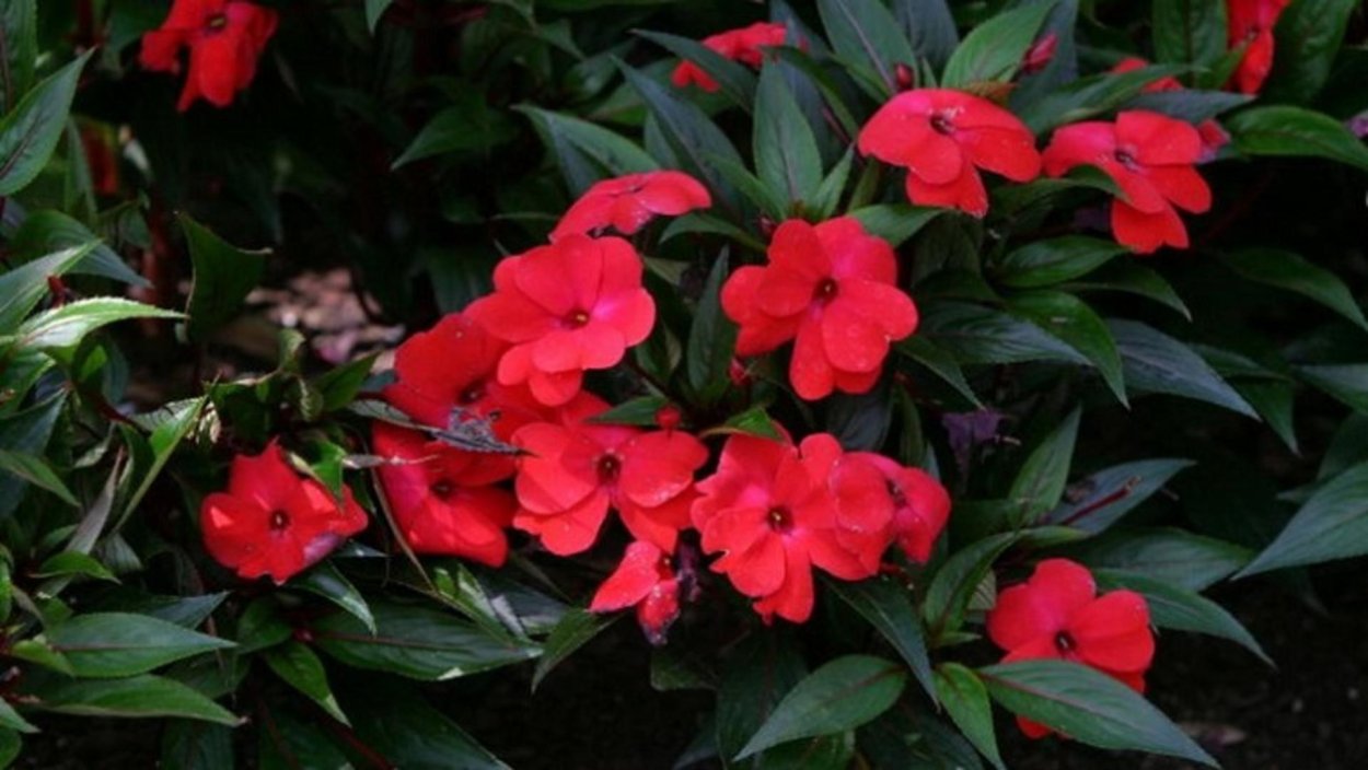 Бальзамин черри ред