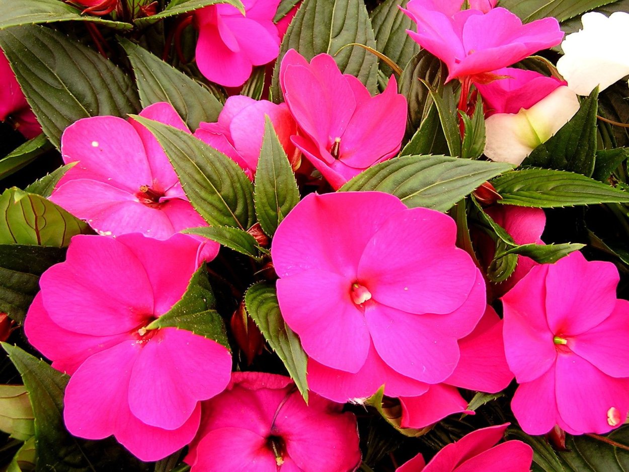 Импатиенс тамаринда