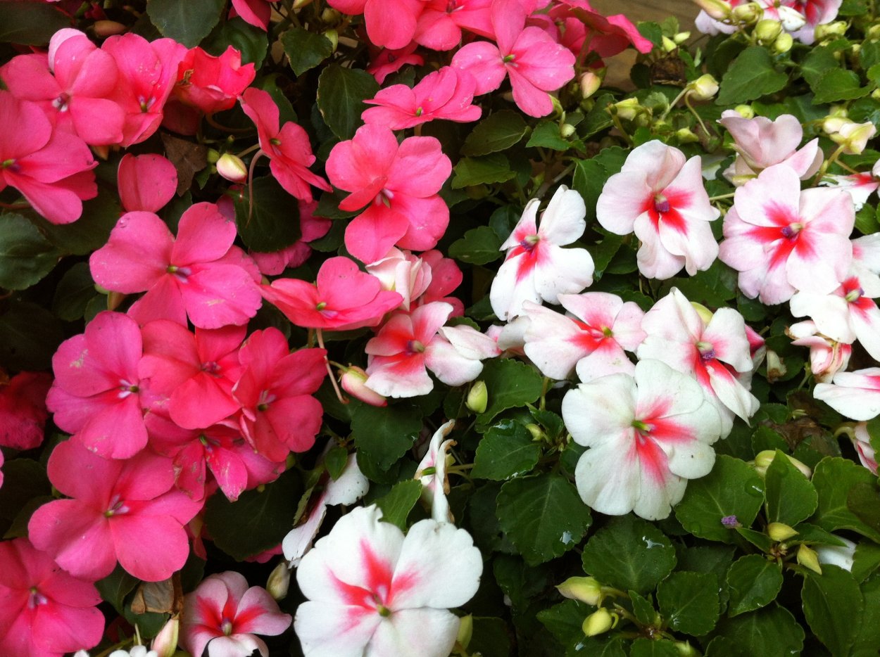 Бальзамин импатиенс